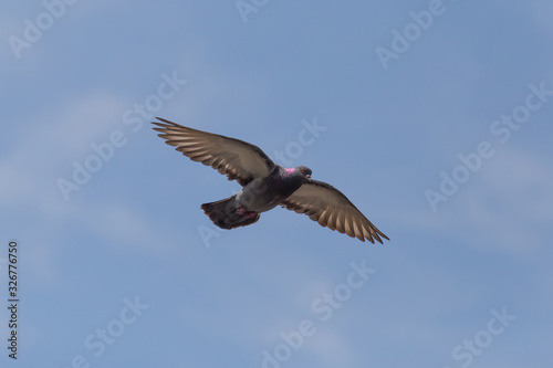 pigeon flying in blue sky with opened wings © romantiche