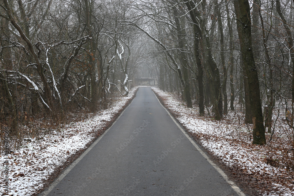 countryside road in misty forest countryside road in misty forest
