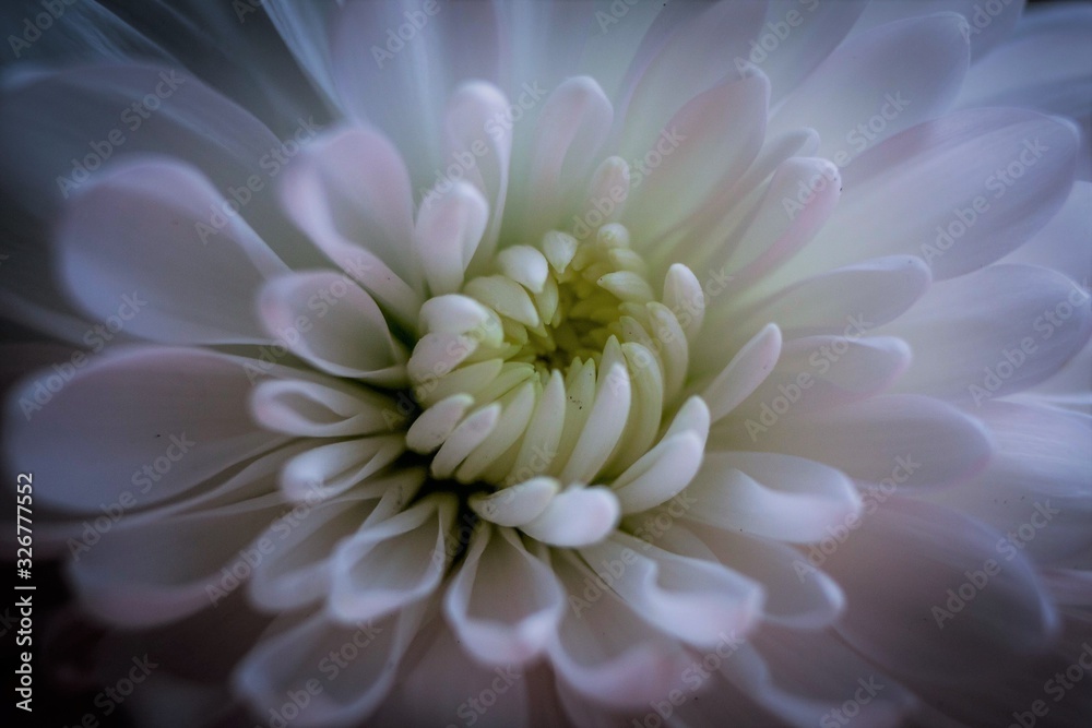 Obraz premium white flower