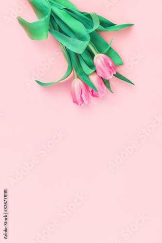 Bouquet of fresh pink tulips in bloom on candy pink background. Flat lay with copy space, Birthday gift. Valentines 8 March Women's or Mothers Day celebration greeting card or minimal floral banner