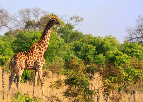 Adult Giraffe  Giraffa Camelopardalis   standing in the lush green bush covered savannah with a pale blue clear sky. . Hwange National Park  Zimbabwe