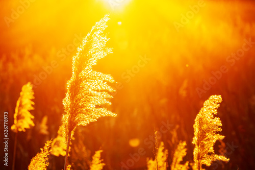Bulrush lit by the rays of the rising sun