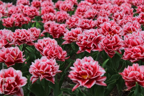 tulip field in netherlands
