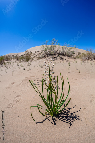 grass in the desert. dunes.