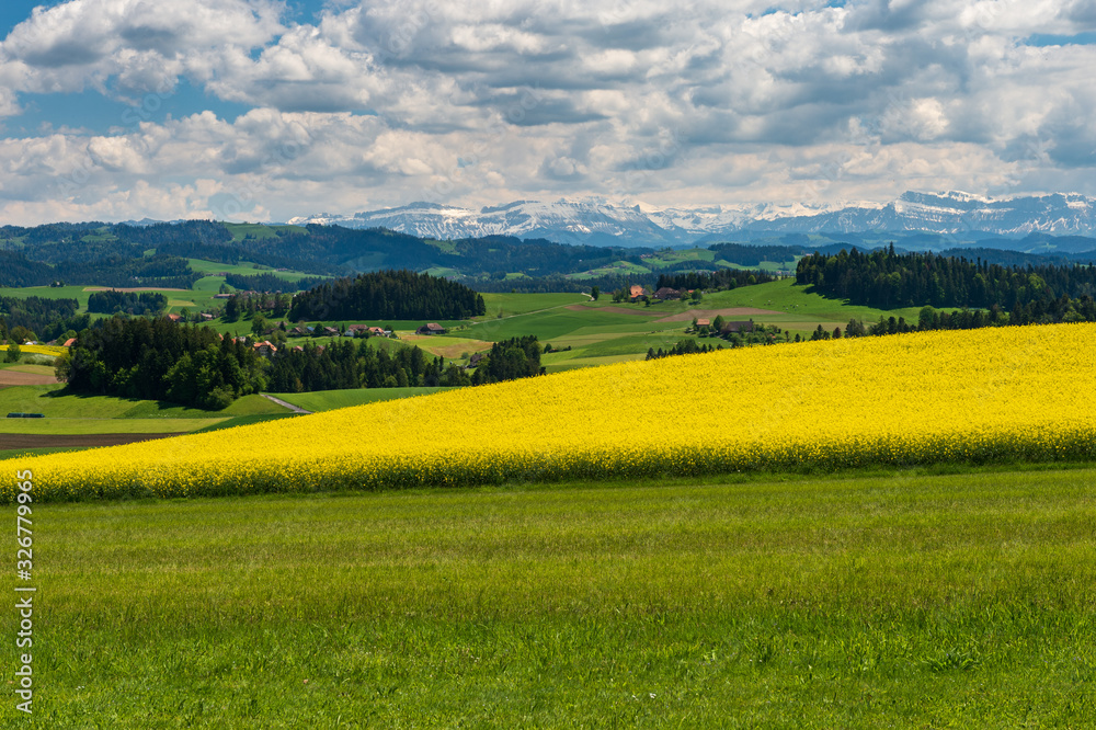Bright yellow rapeseed field as a source of eco-fuel in the beautiful ecological environment with green forests, alps peaks, snow, wooden farmhouses at background, beautiful cumulus clouds on blue sky