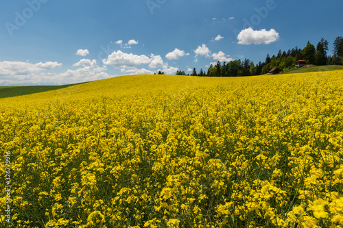 Bright yellow rapeseed field as a source of eco-fuel in the beautiful ecological environment with green forests  alps peaks  snow  wooden farmhouses at background  beautiful cumulus clouds on blue sky