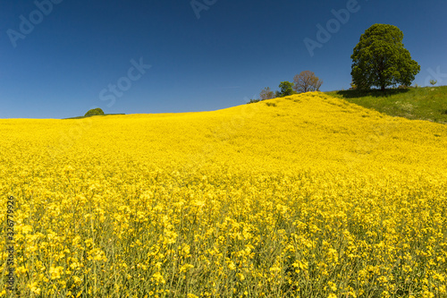 endless yellow rapeseed field, source of eco-fuel on a hill with a big tree in the beautiful ecologically clean environment and the deep blue sky. Walking from the  Emmental Show Dairy towards Lueg photo