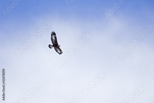 An adult golden eagle soaring at high altitude in front of a blue sky in the Swiss Alps. 