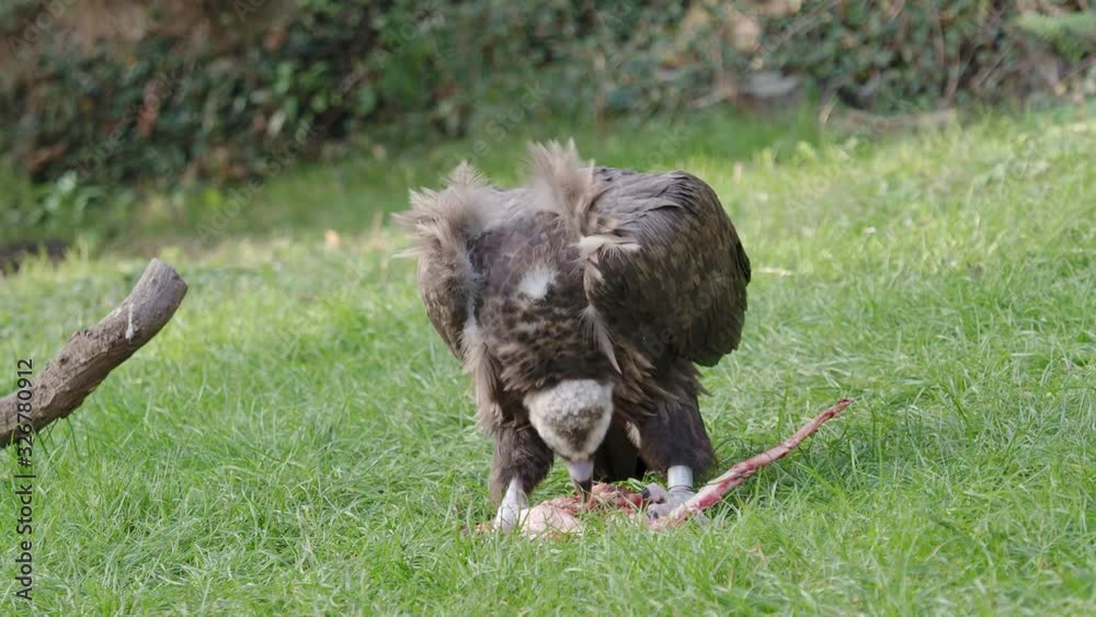 The cinereous vulture tear meat from bone. Aegypius monachus. The cinereous vulture tear meat from bone. Aegypius monachus.