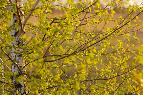 Spring background with bright green leaves of birch