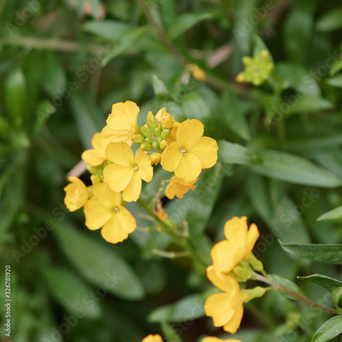 Goldlack (Erysimum cheiri). Schöne Blühpflanzen mit hängenden Blättern, gelben und orangefarbenen leuchtenden Blütenköpfen