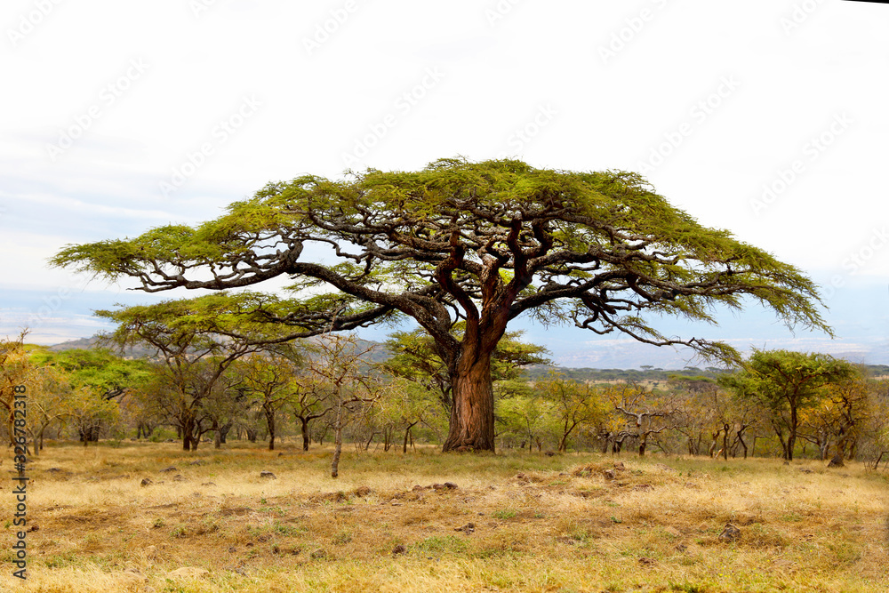 Acacia Tree in South Africa