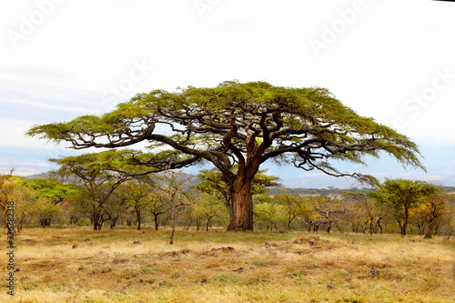 Acacia Tree in South Africa