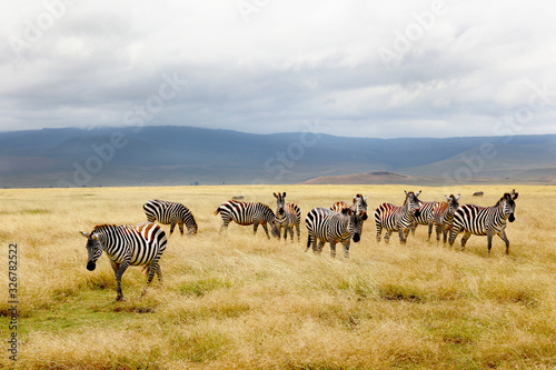 Fototapeta Naklejka Na Ścianę i Meble -  Zebras in a field in Africa