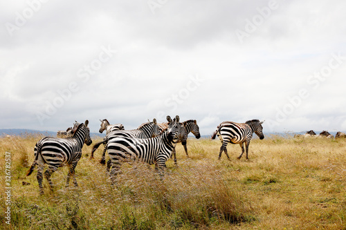 Zebras walking in Africa