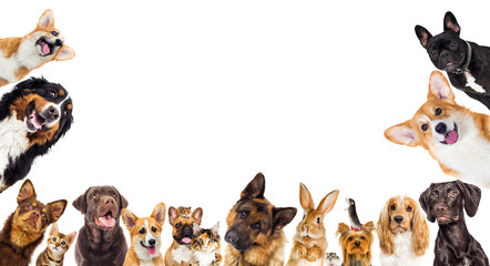 set of animals on a white background