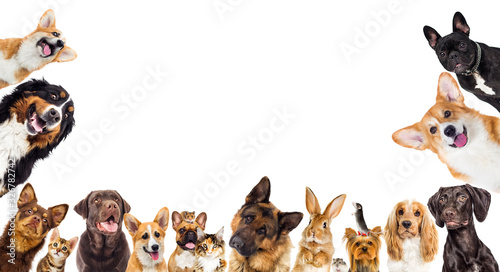 set of animals on a white background