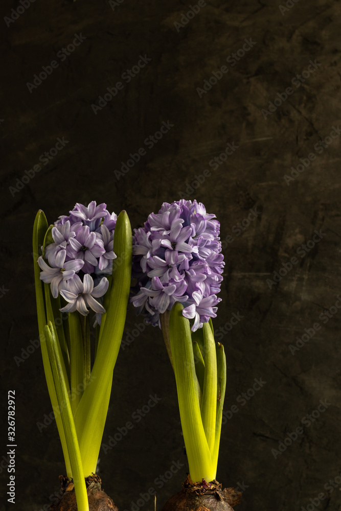Obraz premium Spring Purple hyacinths standing at the black background for 8 March