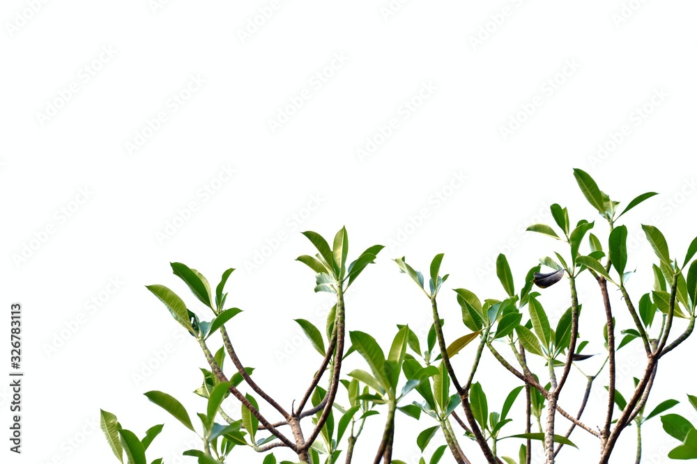 Tropical tree leaves with branches on white isolated background for green foliage backdrop and copy space Tropical tree leaves with branches on white isolated background for green foliage backdrop and copy space