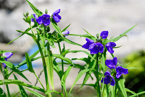 Close up of many small blue flowers and green leaves of Tradescantia Virginiana plant  commonly known as Virginia spiderwort or Bluejacket in a sunny summer garden   beautiful outdoor floral backgroun