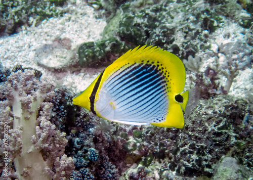 Tableau sur toile A Spot-tail Butterflyfish (Chaetodon ocellicaudus)