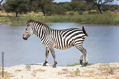 Zebra on the shore next to a lake in Africa