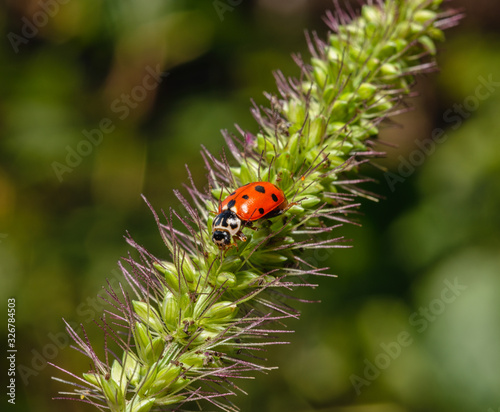 Ladybug on the stem echinochloa crus-galli