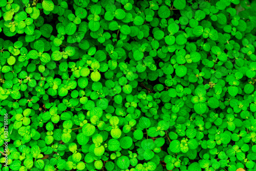 green plant abstract background