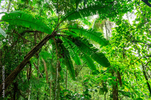 banana tree in the jungle 