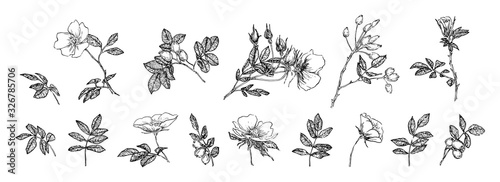 Flowers, leaves and rose hips collection. Engraved  flowers sketch vintage set. Botanical illustration, black outline isolated on a white background