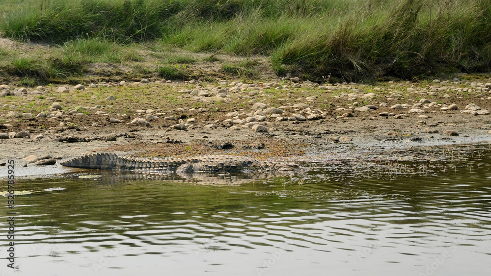 Crocodile in the water of Rapti River. Chitwan national park, Sauraha, Nepal.