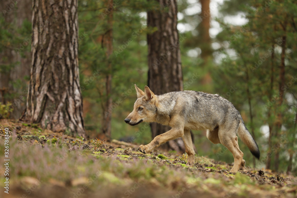 Wolf from Finland. Gray wolf, Canis lupus, in the spring light, in the forest, Canis lupus