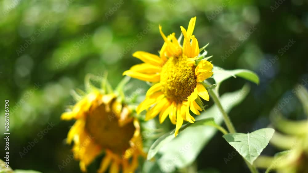 Blooming, yellow sunflower swaying in wind against neutral , close up 2