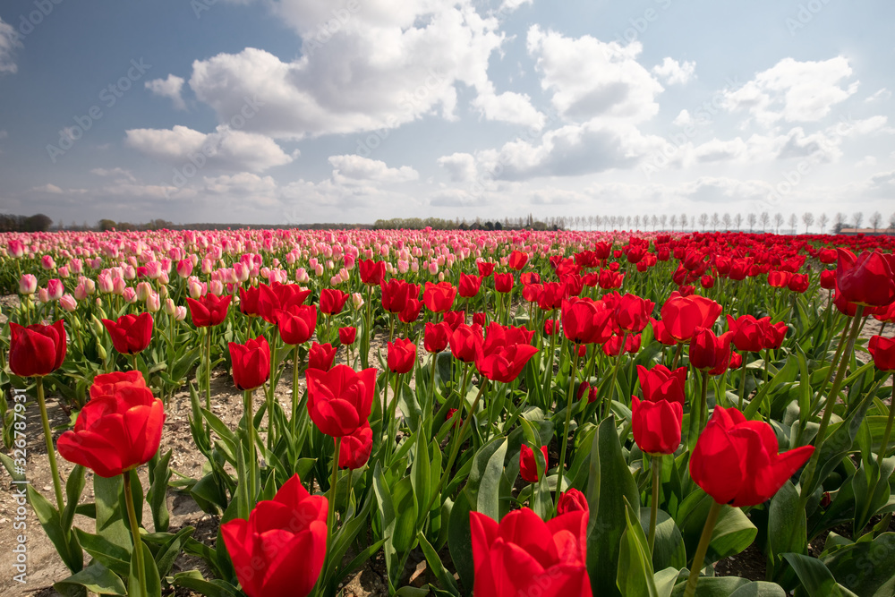 pink and red tulip field and blue sky