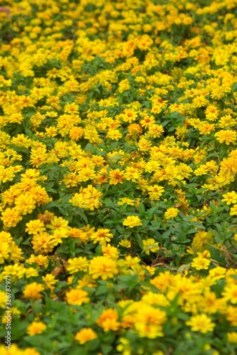 Field of yellow flowers at an ornamental garden in Bangkok, Thailand.