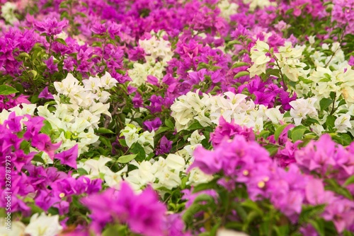 Field of fuchsia and white flowers  Bougainvillea spectabilis  in an ornamental garden in Bangkok  Thailand.