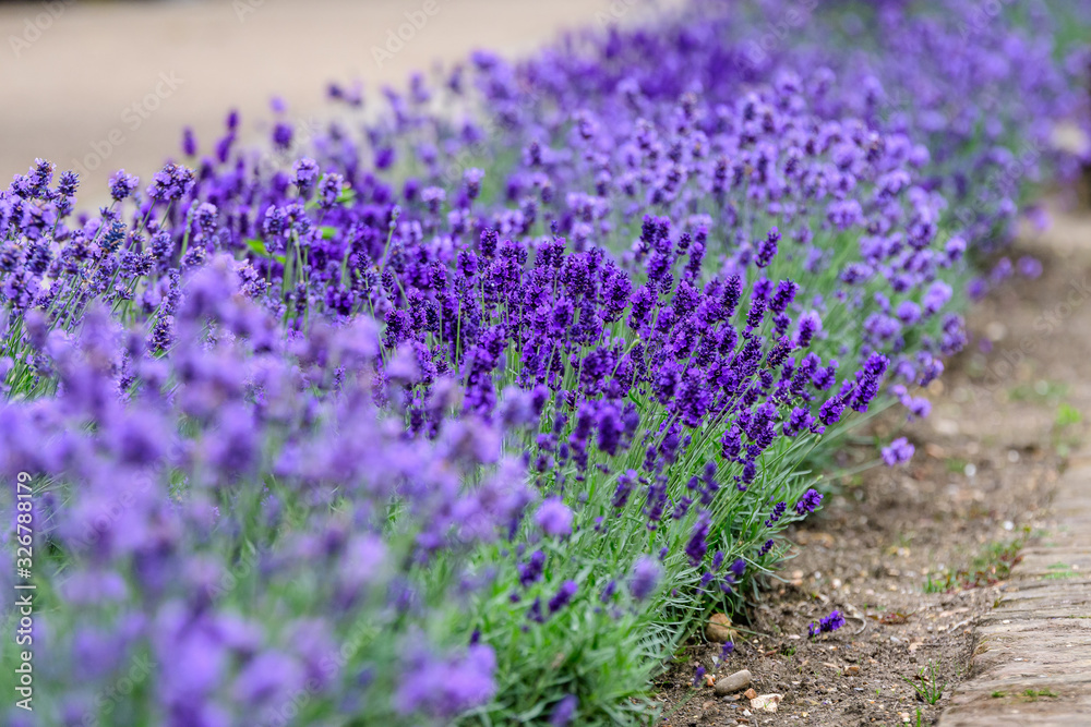 Fototapeta premium Many small blue lavender flowers in a sunny summer day in Scotland, United Kingdom, with selective focus, beautiful outdoor floral background