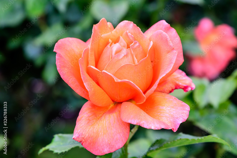 Close up of one large and delicate vivid yellow orange roses in full bloom in a summer garden, in direct sunlight, with blurred green leaves in the background Close up of one large and delicate vivid yellow orange roses in full bloom in a summer garden, in direct sunlight, with blurred green leaves in the background