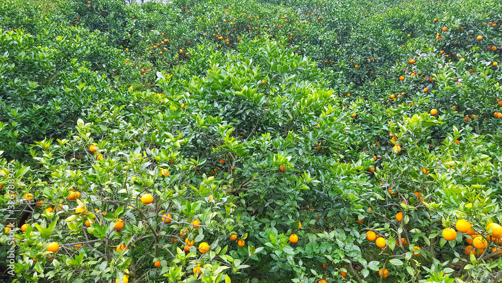 dense and impenetrable orange garden in the Chinese province dense and impenetrable orange garden in the Chinese province
