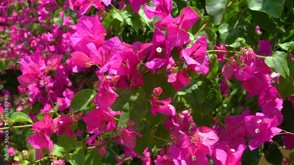 Bougainvillea flowers sway in the wind. Bougainvillea flowers sway in the wind.