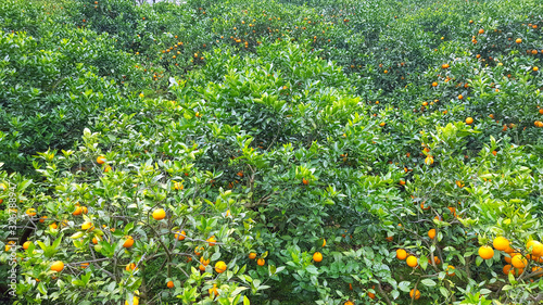 dense and impenetrable orange garden in the Chinese province