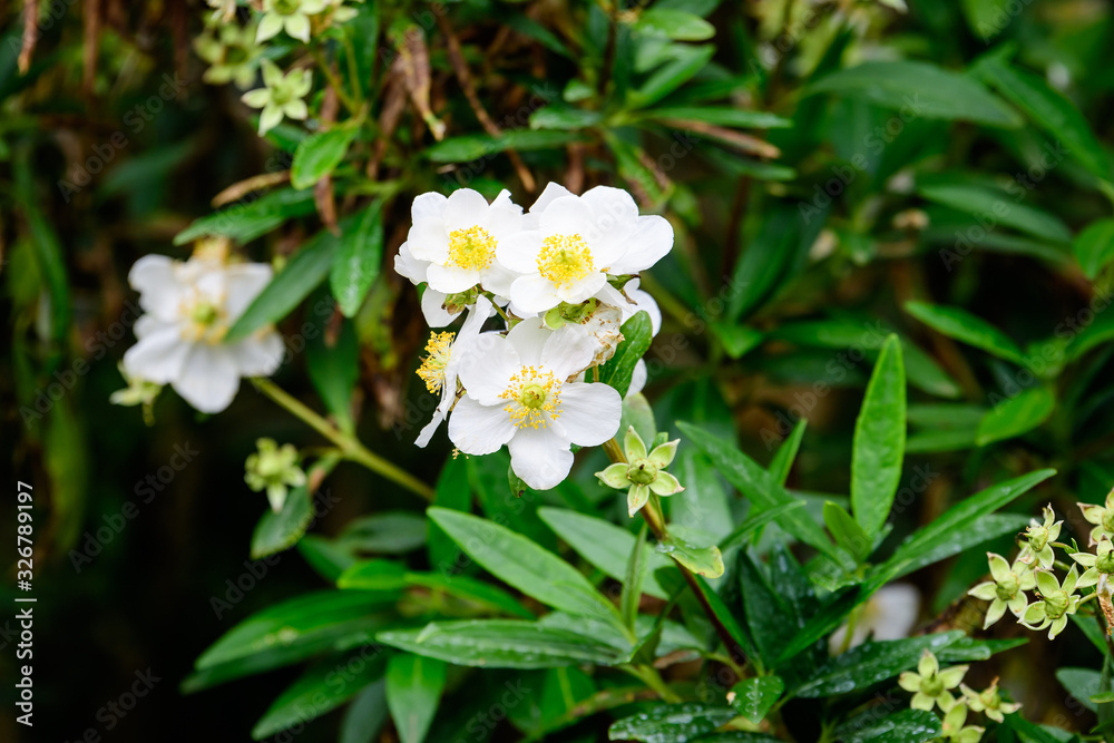 Large green bush with fresh delicate white jasmine flowers and green leaves in a garden in a sunny summer day, beautiful outdoor floral background photographed with soft focus Large green bush with fresh delicate white jasmine flowers and green leaves in a garden in a sunny summer day, beautiful outdoor floral background photographed with soft focus