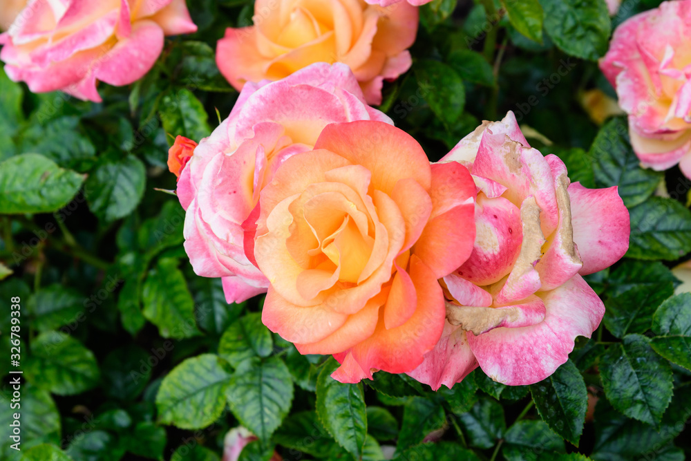 Close up of many large and delicate vivid yellow orange roses in full bloom in a summer garden, in direct sunlight, with blurred green leaves in the background