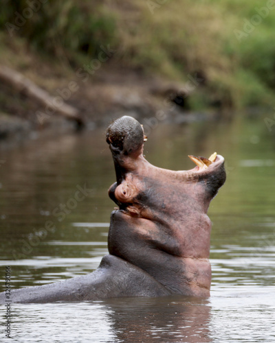Hippopotamus with his mouth open to the sky n Africa