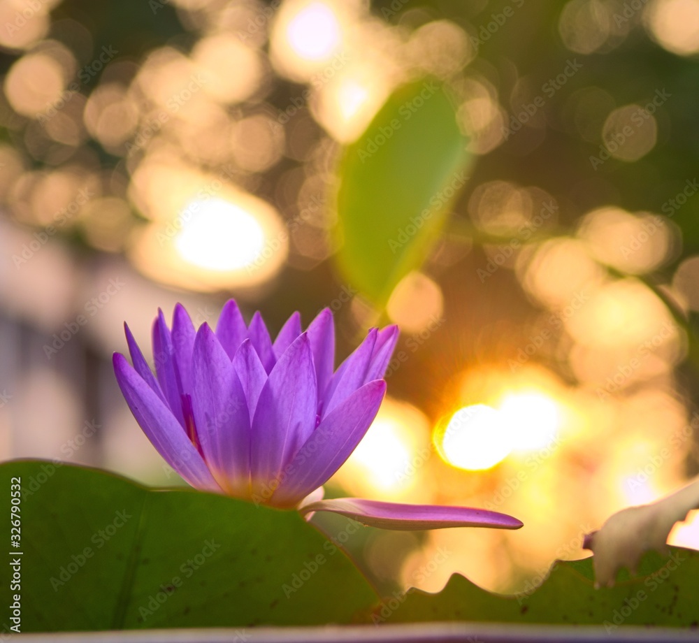 Violet lotus flower in full bloom on a pond at sunset. Selective focus close up with soft bokeh.