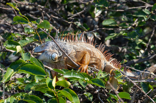 Iguana eating leaves in a bush .