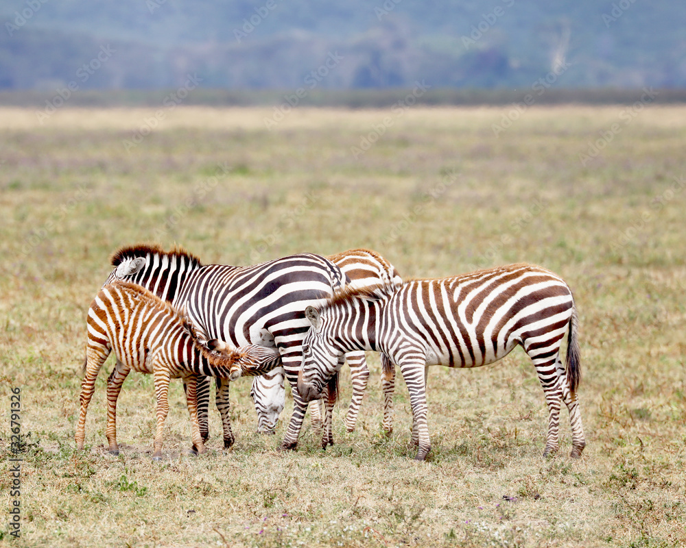 Obraz premium Zebra baby nursing in Africa