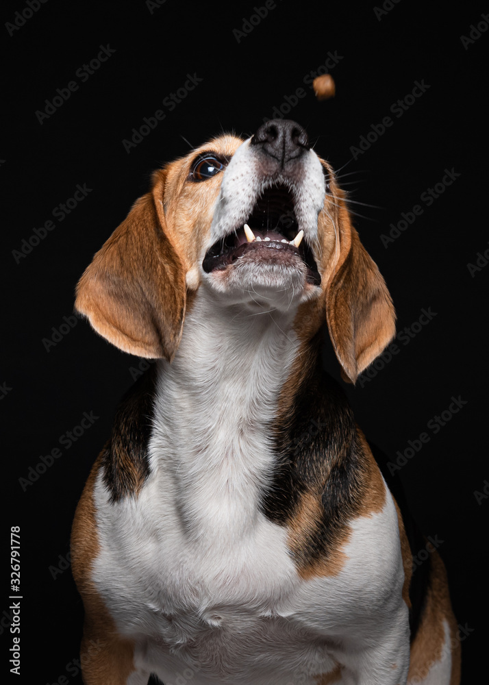 Beagle catching cookies Beagle catching cookies
