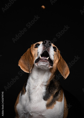 Beagle catching cookies