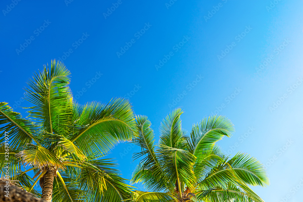 Coconut palm trees beautiful tropical background. Holiday concept. Coconut palm trees beautiful tropical background. Holiday concept.